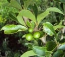Flakurcia Flacourtia Indica Mag 10 db Zöld Levelek Apró Gyümölcsök Díszcserje Szobanövény Otthoni és Kerti Neveléshez 1