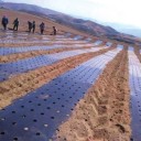 Folia de proteção para mulching 4