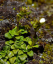 Foxglove Ourisia caespitosa perena Usor de cultivat in aer liber 20 de seminte 2