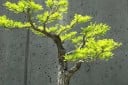 Frø af Acacia catechu, 10 stk, eksotisk akacie med fint fjerlignende lysegrønt løv, plantning i potter, drivhus og samlerhave 2