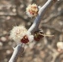 Frø af Acacia mellifera, 10 stk, afrikansk akacie med cremede pompomer, små grønne blade, plantning til samlere og drivhus 4