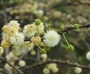 Frø af Acacia planifrons, 20 stk, tornet akacie med hvide pompøse blomster, dekorativt træ til drivhus og samlere af træer 3