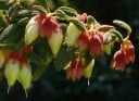 Frø af brachyotum Brachyotum ledifolium 10 stk andeskrub med cremede lyserøde klokkeformede blomster til såning og samlerdyrkning 2