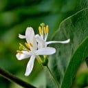 Frø af den mest duftende kaprifolie Lonicera fragrantissima 20 stk. Rigeligt blomstrende busk med duftende cremede hvide blomster til haven og hække 2