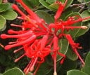 Frø af Embothrium Coccineum 4 stk Røde Trubformede Blomster Prydbusk med Grønne Blade til Dyrkning Hjemme og i Haven 1