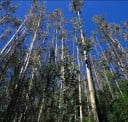 Frø af Eucalyptus Globulus Rundfrøet Eucalyptus 1000 stk Hvide Blomster Grønne Blade Prydningstræ til Dyrkning i Haven 2