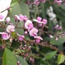 Frø af Hardenbergia Hardenbergia Violacea Klatreform 10 stk Lilla Blomster Grønne Blade Blomstrende Plante Til Krukke Pergola Og Have 2