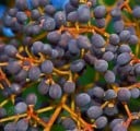 Frø af japansk fuglebusk Ligustrum japonicum 25 stk. Prydbusk med blåviolette bær Til hækkene og haven 3