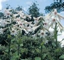 Frø af kæmpe kardiokrina Cardiocrinum giganteum 10 stk imponerende himalayalilje med hvide rør til såning og pryddyrkning 2