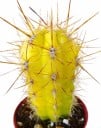 Frø af kaktus Oreocereus celsianus 10 stk. Søjlekaktus med hvide hår og gule torne Til potte og samling af kaktusser og sukkulenter 2