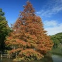 Frø af kinesisk metasekvoia Metasequoia glyptostroboides 100 stk. Løvfældende nåletræ med orangebrune efterårs nåle Til haver og parker 1
