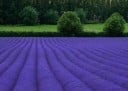 Frø af Lavendel Smalbladet Lavandula Angustifolia 500 stk Lilla Blomster Aromatisk Staude Til Have Stenbed Og Kasse Dyrkning Fra Frø 2