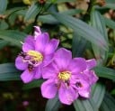 Frø af Melastoma malabathricum 30 stk. Rødviolette blomster med gule støvdragere Exotisk blomstrende busk Til drivhus og vinterhave 2