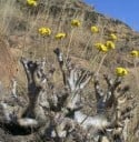 Frø af Pachypodium densiflorum 5 stk. Sukulent med tyk, tornet stamme og grønne blade Til potte og samling af caudexplanter 2