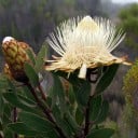 Frø af protea Protea caffra subsp. kilimandscharica 5 stk. Prydebusk med cremede bægerformede blomster Til dyrkning både indendørs og i drivhus 1