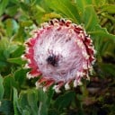 Frø af protea Protea magnifica 5 stk. Prydningsbusk med rosa blomster med hvidt hårdt kant 2