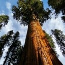 Frø af sekvoj Sequoiadendron giganteum 10 stk. Kæmpe stedsegrøn nåletræ med rødbrun bark Til haven og bonsai dyrkning 1