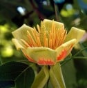 Frø af tulipantræ Liriodendron tulipifera 25 stk Guldgule efterårsblade Vokset prydtræ Til haver og parker 2