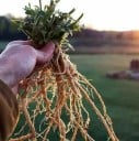 Frø af withania Withania somnifera Ashwagandha 250 stk. Medicinsk urt med rod og grønne blade Til dyrkning samt til krydderhave og krukke 2