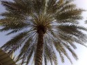 Frö av äkta dadelpalmen Phoenix dactylifera 5 st Palm med ätliga söta dadlar och fjädrande blad För kruka och växthus 3