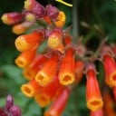 Frø chilensk klokke Eccremocarpus scaber Mix 300 stk hurtigt voksende klatreplante til pergolaer, hegn og varme solvægge 1