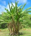 Frø fra bananplante Musa cheesmanii 5 stk Eksotisk plante med store blade og mørk blomsterknop Til indendørs brug og drivhus 3