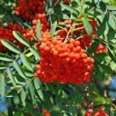 Frø fra rønne Sorbus aucuparia 30 stk. Løvfældende træ med orange-røde bær i klaser Til haven og det åbne landskab 3