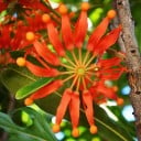 Frø fra Stenocarpus sinuatus Firewheel Tree 10 stk. Prydsplante med rødorange kransblomster Til dyrkning og samling 1