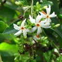 Frø Nyctanthes arbor-tristis 50 stk Duftende træ natjasmin med hvide blomster og orange midte Til drivhus og vinterhave 2