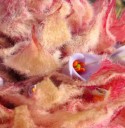 Fröer av Puya weberiana 5 st Dekorativ bromelia med rosa blommor och rosett av smala blad För odling och växthus 2