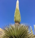 Frön av Puya raimondii 5 st Stora bromelior med kraftigt blomsterställ och rosett av långa blad För odling och växthus 1
