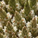 Frön av Puya raimondii 5 st Stora bromelior med kraftigt blomsterställ och rosett av långa blad För odling och växthus 3