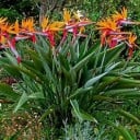 Frön av strelitzia reginae 10 st exotisk prydnadsväxt paradisfågel orange blomma för odling hemma och i trädgården och dekoration 2
