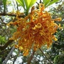 Frön av Strophanthus boivinii 5 st exotisk prydnadsväxt med orange blommor för odling hemma och i växthus inredning 1