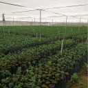 Frøplanteposer 10 stk. 2