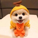 Frugt/grøntsags hundekostume 4
