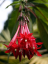 Fuchsia bolívijská Fuchsia boliviana Popínavá rastlina Jednoduché pestovanie rýchly rast 30 ks semienok 1