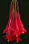 Fuchsia bolívijská Fuchsia boliviana Popínavá rastlina Jednoduché pestovanie rýchly rast 30 ks semienok 2