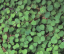 Fukszia Fukszia procumbens benőtt sziklabokor Könnyen termeszthető a szabadban 10 mag 2