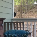 Garden Decoration Cat 5