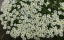 Gąsienica kaukaska Arabis caucasica wiosenna bylina Łatwa w uprawie na zewnątrz 1200 nasion 1