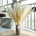 Gedroogde pampasgras bloemen 30 stuks 2