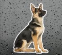German Shepherd Car Sticker 2