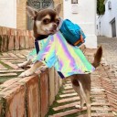 Giacca riflettente per cani C863 2