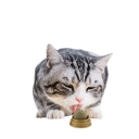 Giocattolo per gatti autoadesivo naturale con pallina rotante in erba gatta Catnip Giocattolo da graffiare per gatti da parete o pavimento 8