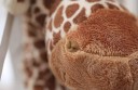 Girafe en peluche - coton - 20 cm 6