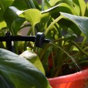 Gotejador final de rega 20 pcs 4