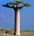 Graines d'Adansonia madagascariensis, 2 pcs, rare baobab malgache avec un tronc imposant, culture de collection pour les bonsaïstes 1