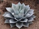 Graines d'Agave ovatifolia Giant, 10 pcs, succulent imposant aux feuilles bleu argenté, plantation pour le jardin, la terrasse et les collectionneurs 2