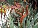Graines d'Aloe castanea, 5 pcs, aloe africaine adulte pour collectionneurs de succulentes, plantation pour serre et véranda 2
